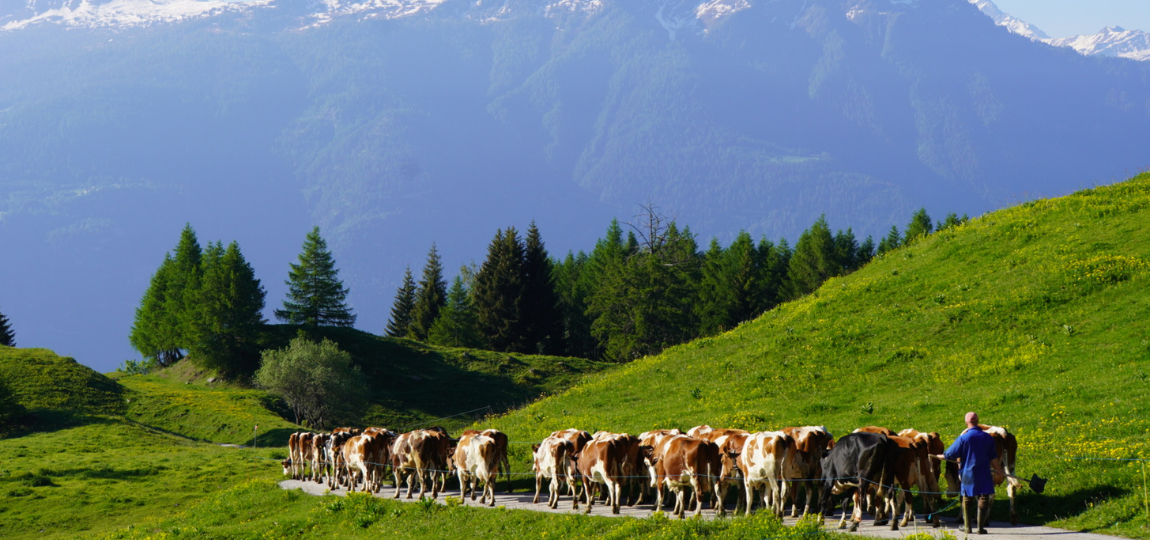 Troupeau de vaches sur l'alpage de Loutze qui est sur les hauteurs jusqu'en octobre. Fromage et produits laitiers